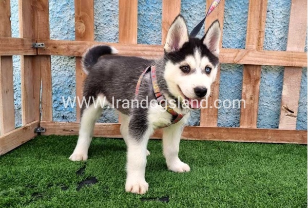 --husky-391_3