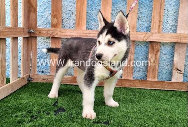 --husky-391_4