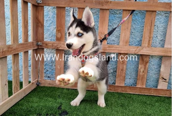--husky-391_6