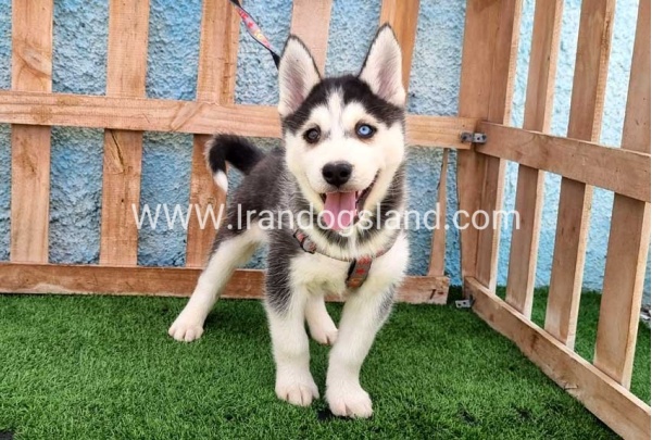 --husky-391_7