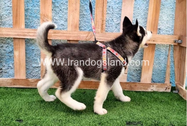 --husky-391_8