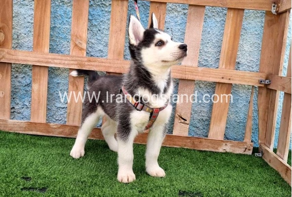 --husky-391_9