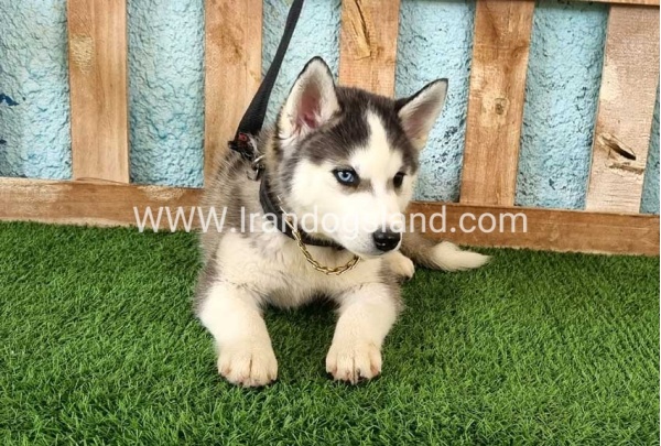 --husky343_1