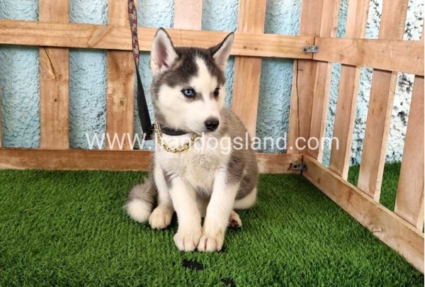 --husky343_10