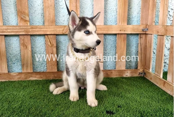 --husky343_11