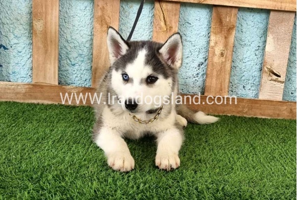 --husky343_2