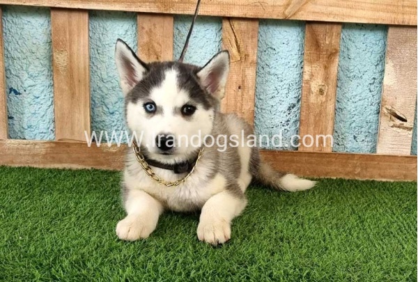 --husky343_4