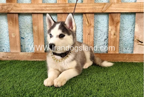 --husky343_5