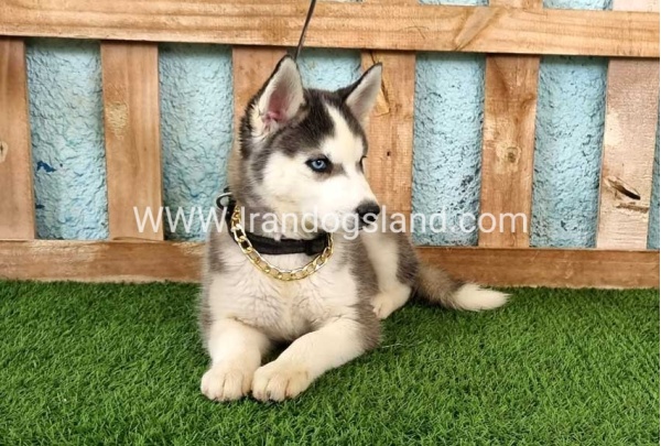 --husky343_6