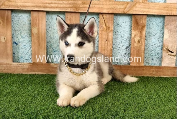 --husky343_7
