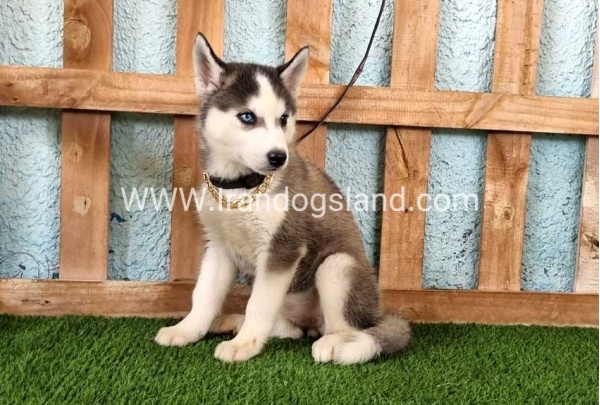 --husky343_9