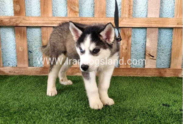 --husky344_1
