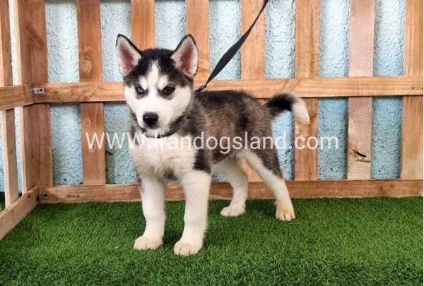 --husky344_10