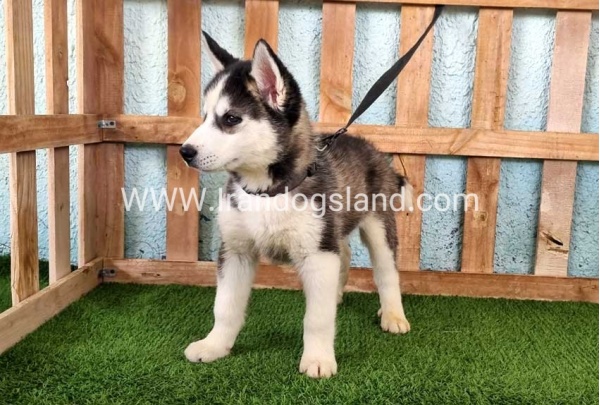 --husky344_11