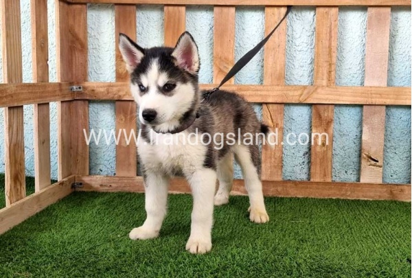 --husky344_12