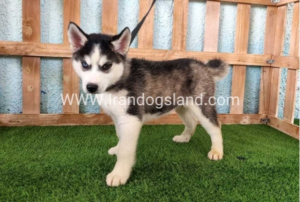 --husky344_2