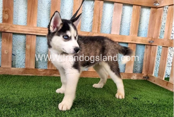 --husky344_3