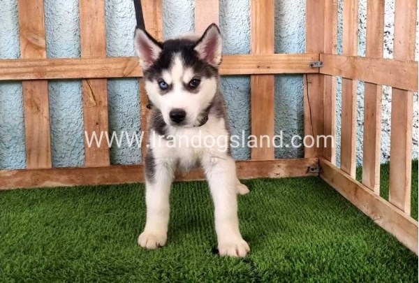--husky344_4