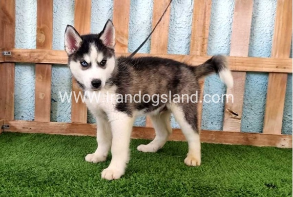 --husky344_5