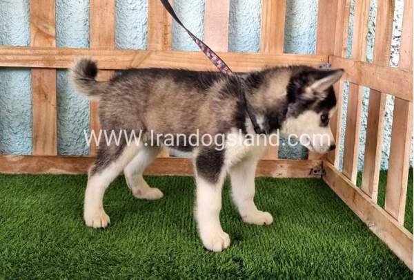 --husky344_6