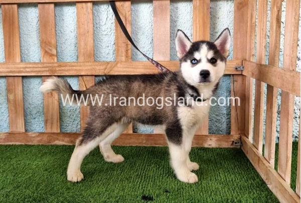 --husky344_7