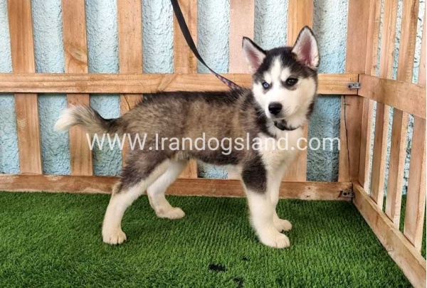--husky344_8