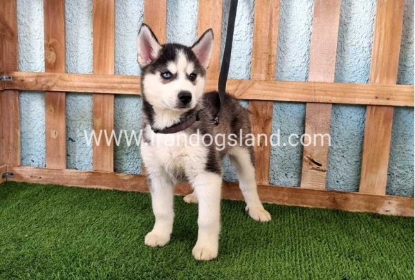 --husky344_9