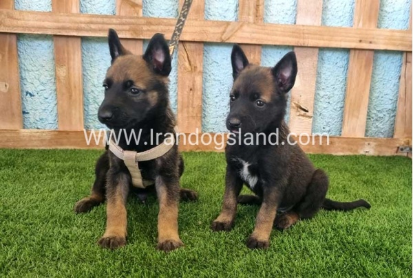--malinois-112_1