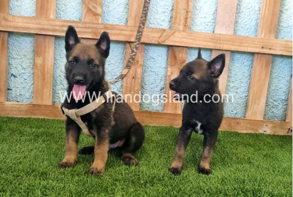 --malinois-112_2