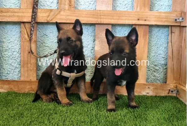 --malinois-112_3_1458033109