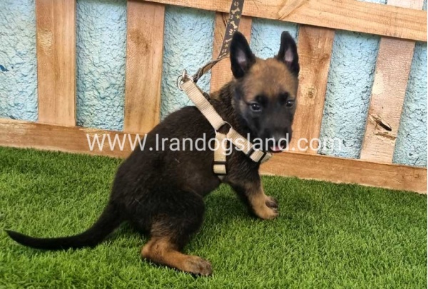 --malinois-113_1