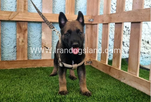 --malinois-113_10