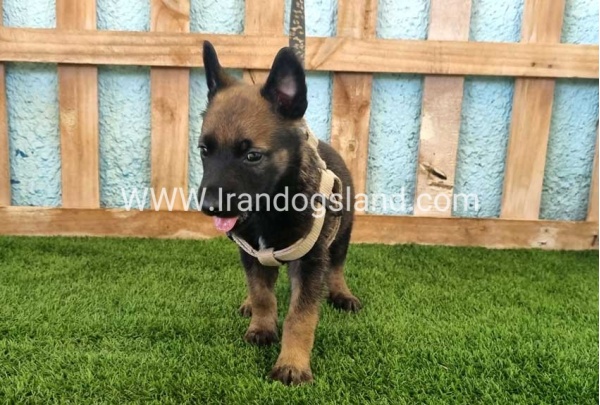 --malinois-113_2