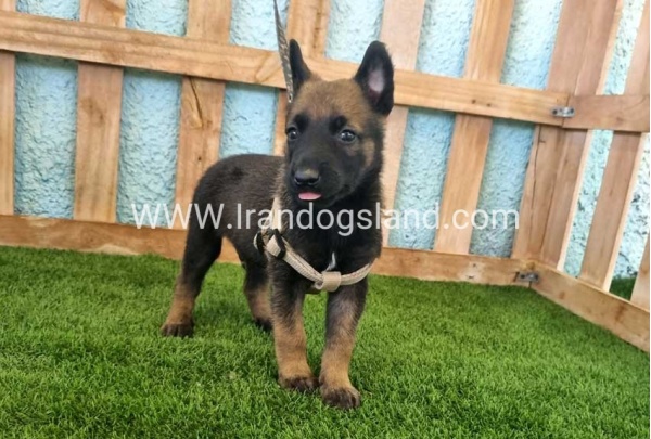 --malinois-113_3