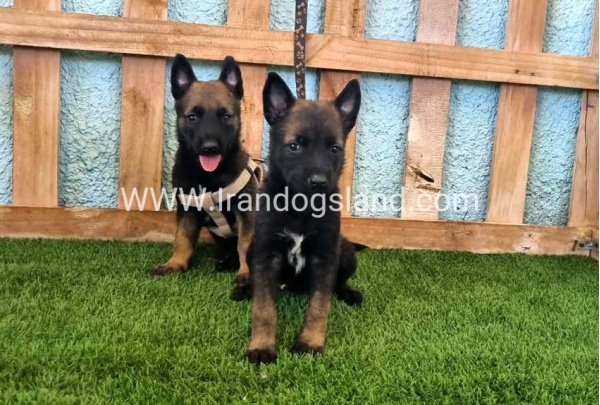 --malinois-113_4