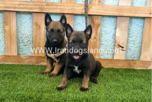 --malinois-113_6