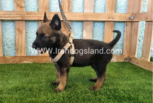 --malinois-113_7