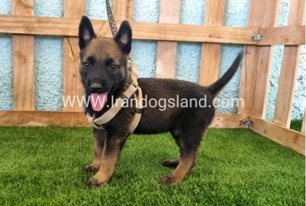 --malinois-113_8