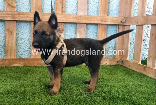 --malinois-113_9