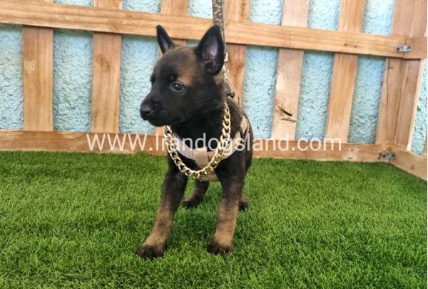 --malinois-114_1