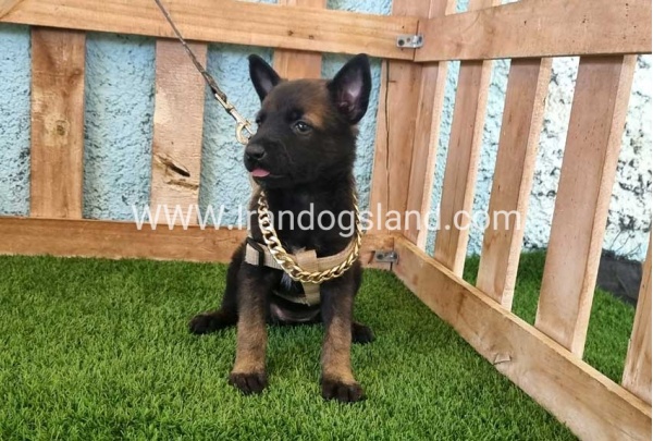 --malinois-114_2