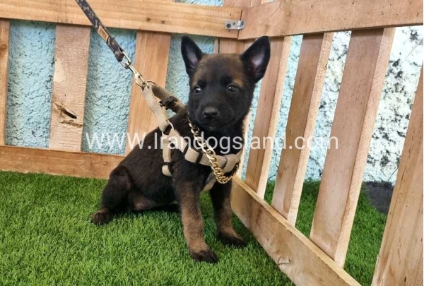 --malinois-114_3