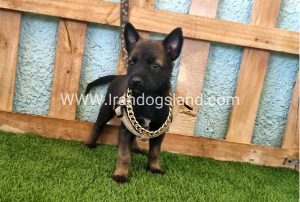 --malinois-114_4