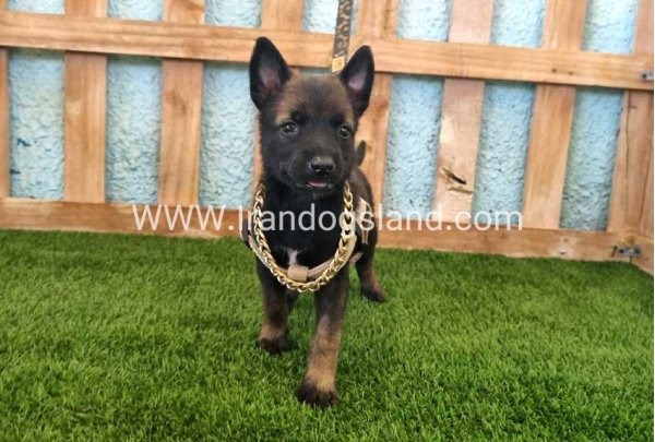 --malinois-114_5