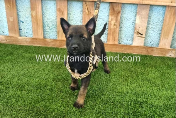 --malinois-114_6