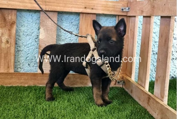 --malinois-114_7