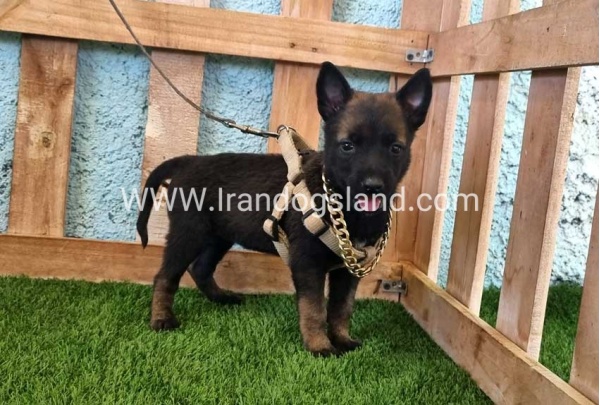 --malinois-114_8