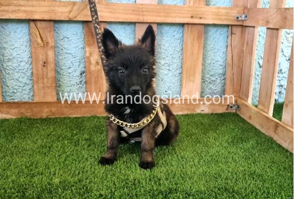 --malinois-115_1