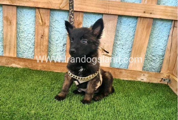 --malinois-115_2