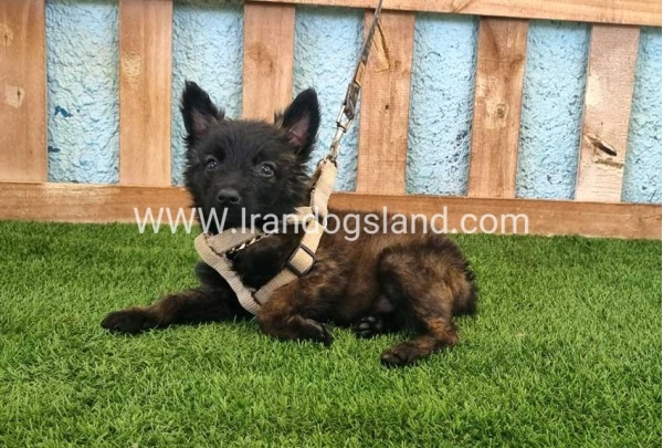 --malinois-115_3